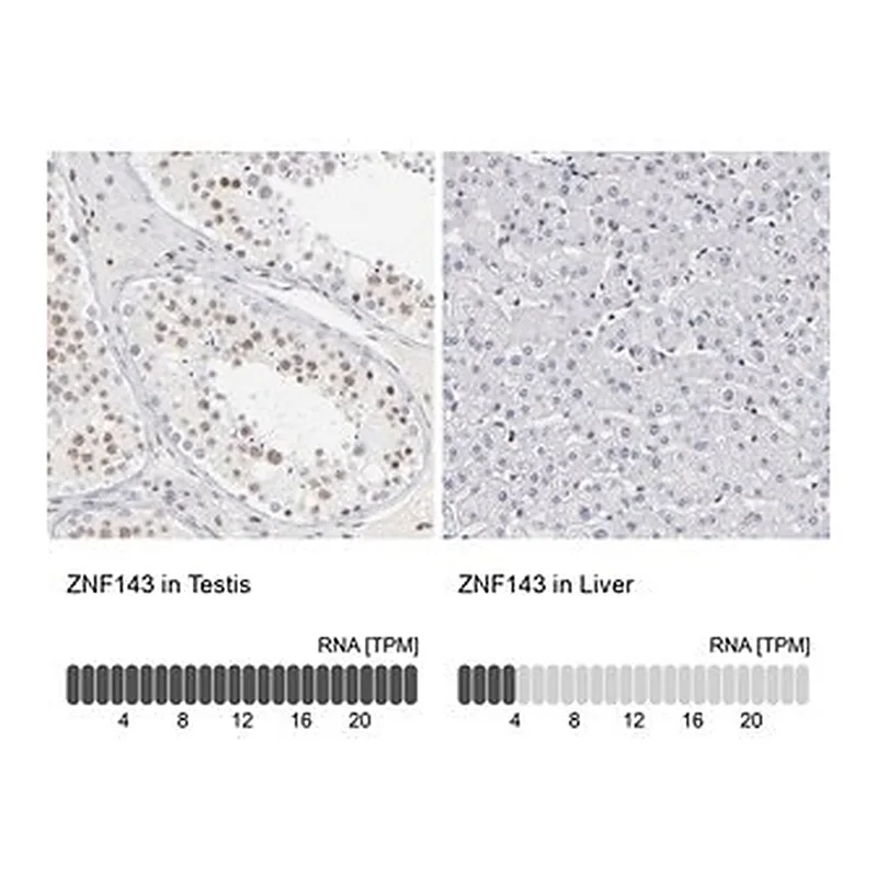 Merck Anti-ZNF143 antibody produced in rabbit
