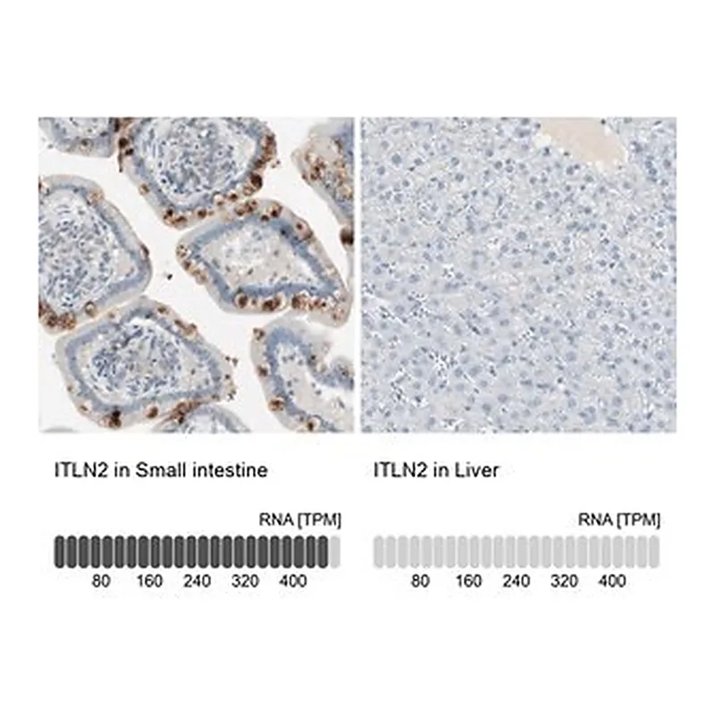 Merck Anti-ITLN2 antibody produced in rabbit