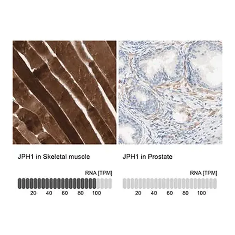 Merck Anti-JPH1 antibody produced in rabbit