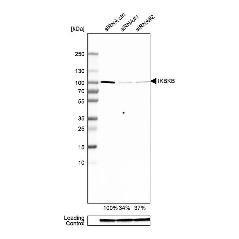 Merck Anti-IKBKB antibody produced in rabbit
