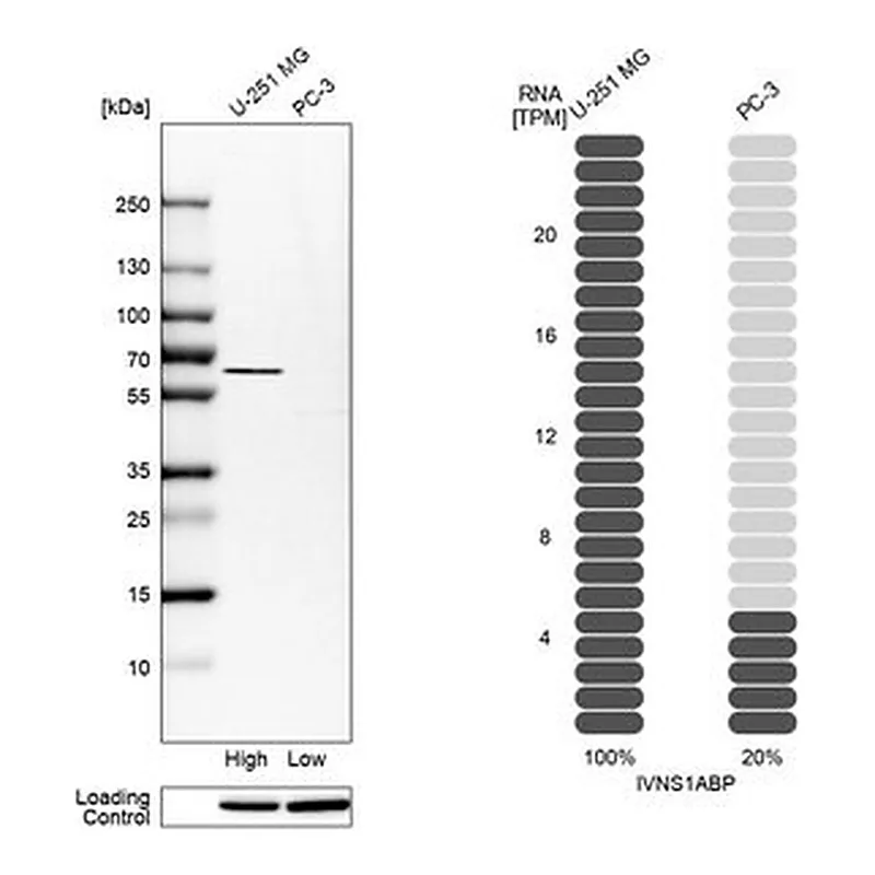 Merck Anti-IVNS1ABP antibody produced in rabbit