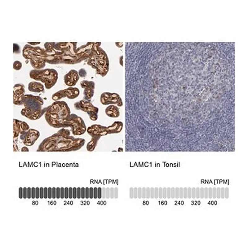 Merck Anti-LAMC1 antibody produced in rabbit