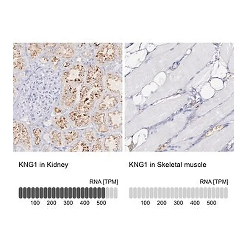 Merck Anti-KNG1 antibody produced in rabbit