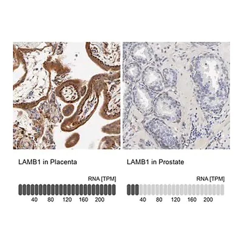 Merck Anti-LAMB1 antibody produced in rabbit