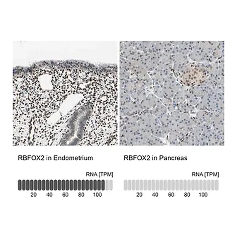 Merck Anti-RBFOX2 antibody produced in rabbit