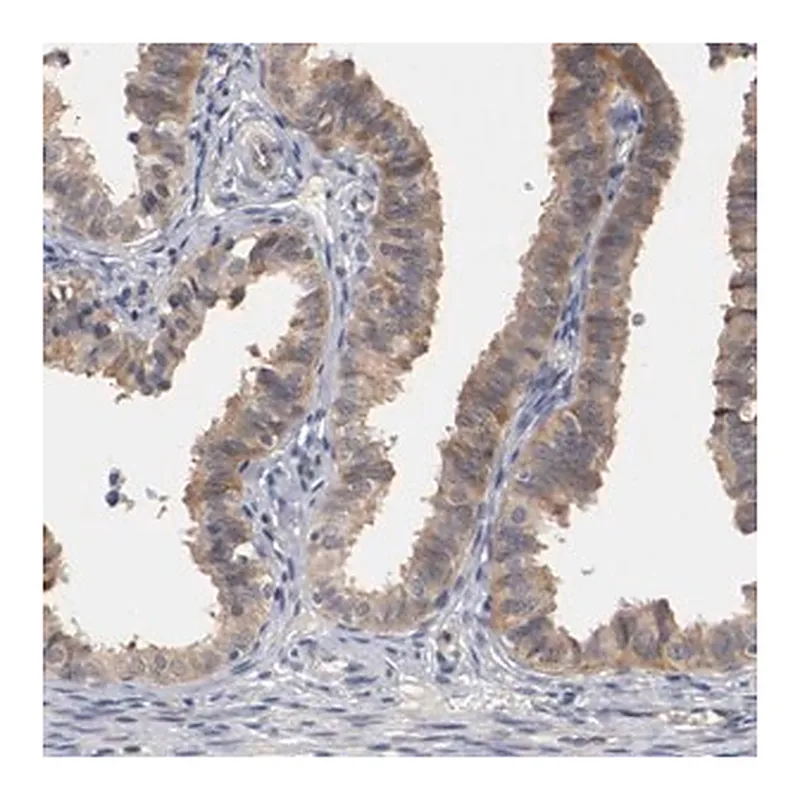 Merck Anti-RBM23 antibody produced in rabbit