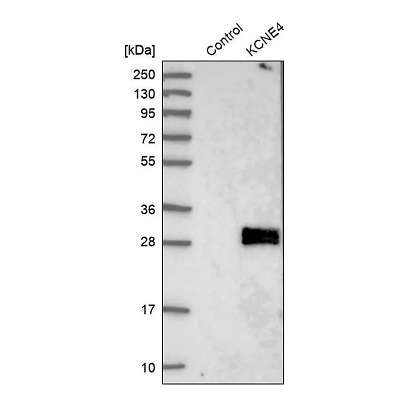 Merck Anti-KCNE4 antibody produced in rabbit