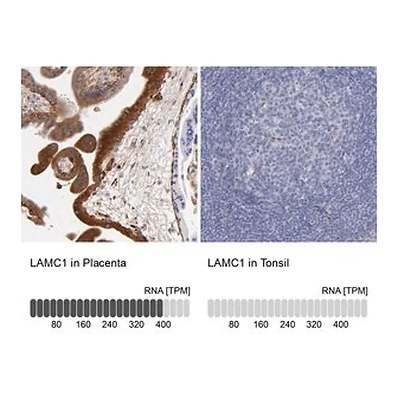 Merck Anti-LAMC1 antibody produced in rabbit
