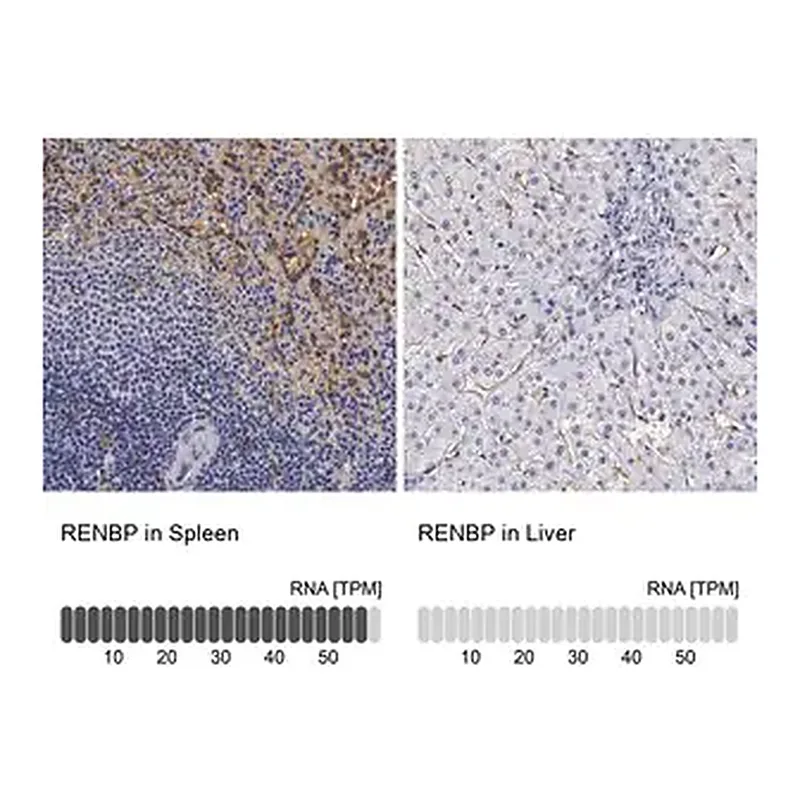 Merck Anti-RENBP antibody produced in rabbit