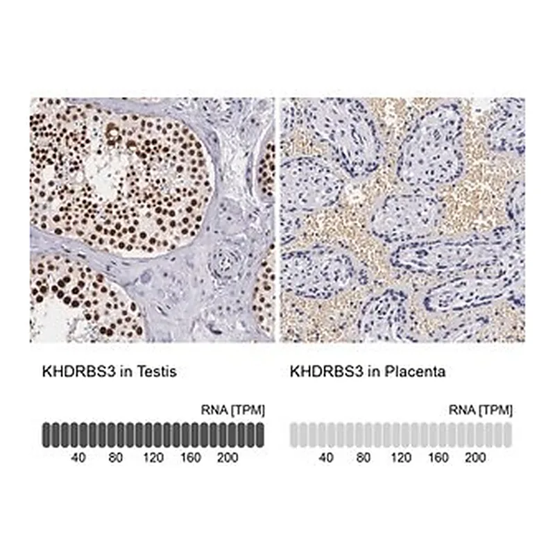 Merck Anti-KHDRBS3 antibody produced in rabbit
