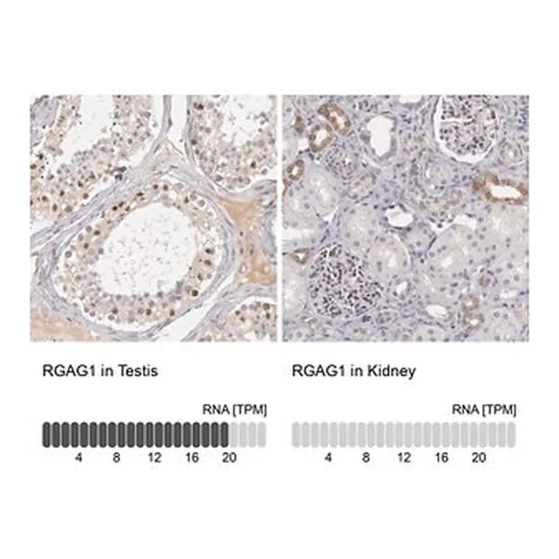 Merck Anti-RGAG1 antibody produced in rabbit