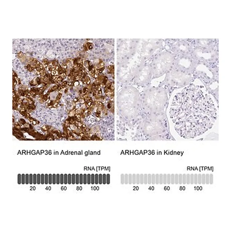 Merck Anti-ARHGAP36 antibody produced in rabbit