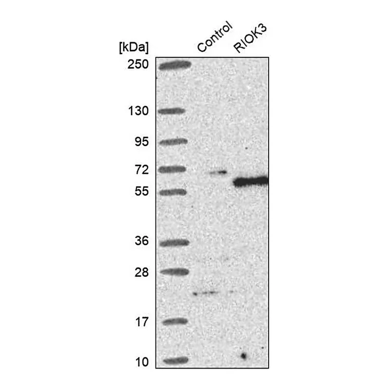 Merck Anti-RIOK3 antibody produced in rabbit