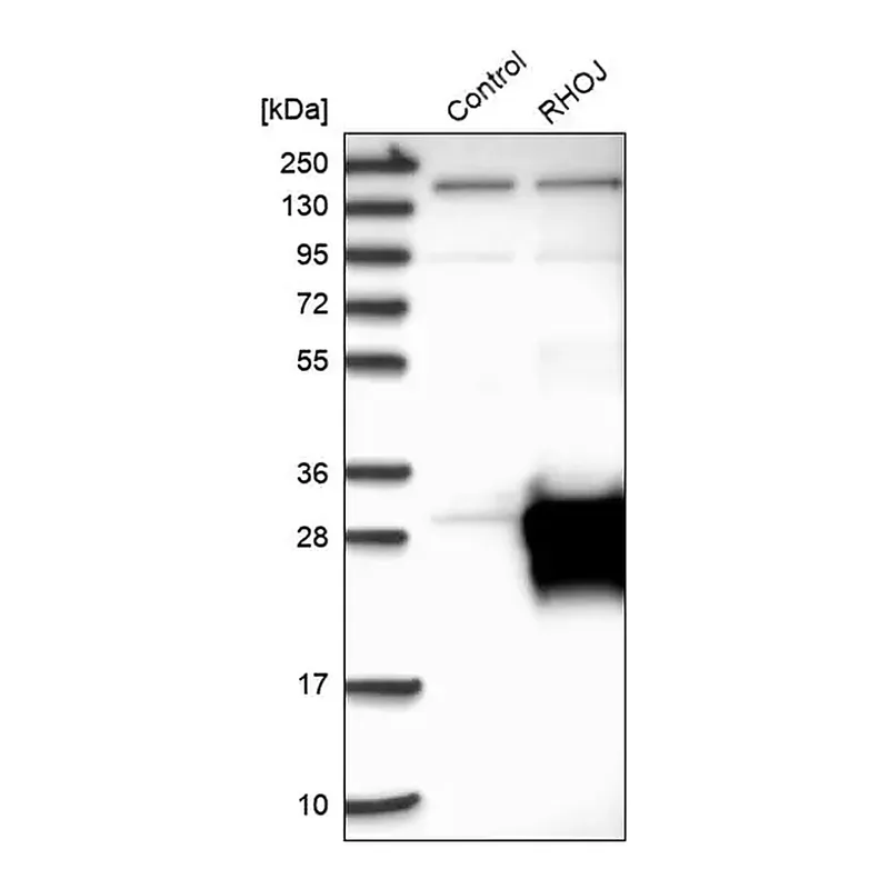 Merck Anti-RHOJ antibody produced in rabbit