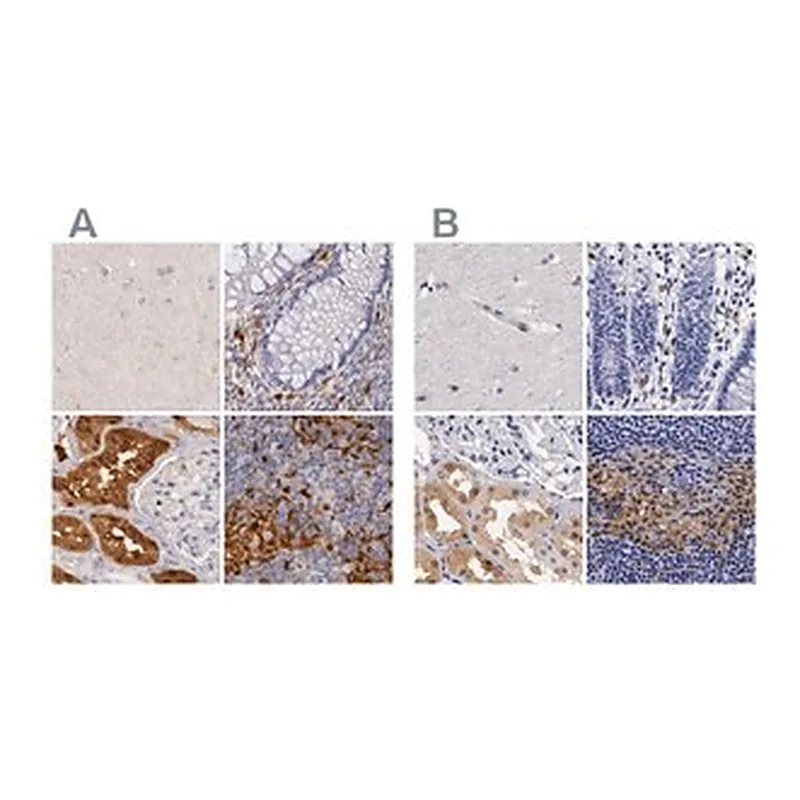 Merck Anti-RENBP antibody produced in rabbit