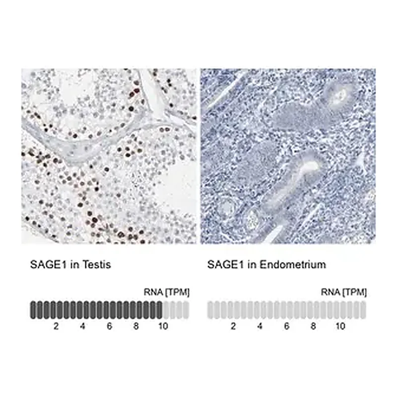 Merck Anti-SAGE1 antibody produced in rabbit