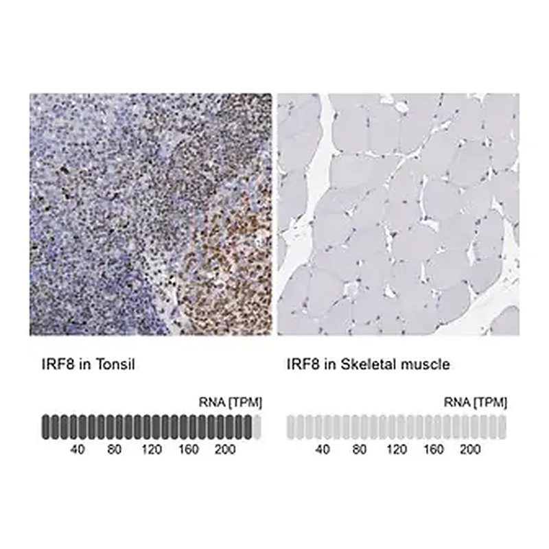 Merck Anti-IRF8 antibody produced in rabbit