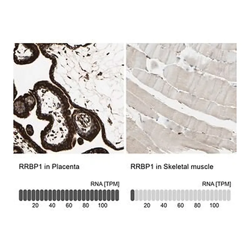 Merck Anti-RRBP1 antibody produced in rabbit