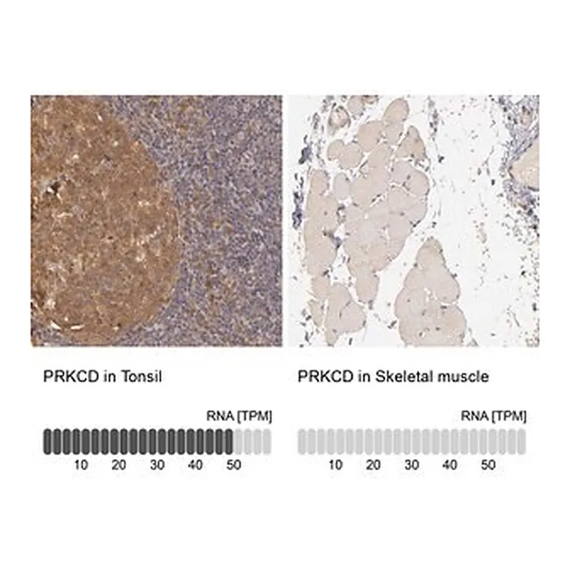 Merck Anti-PRKCD antibody produced in rabbit