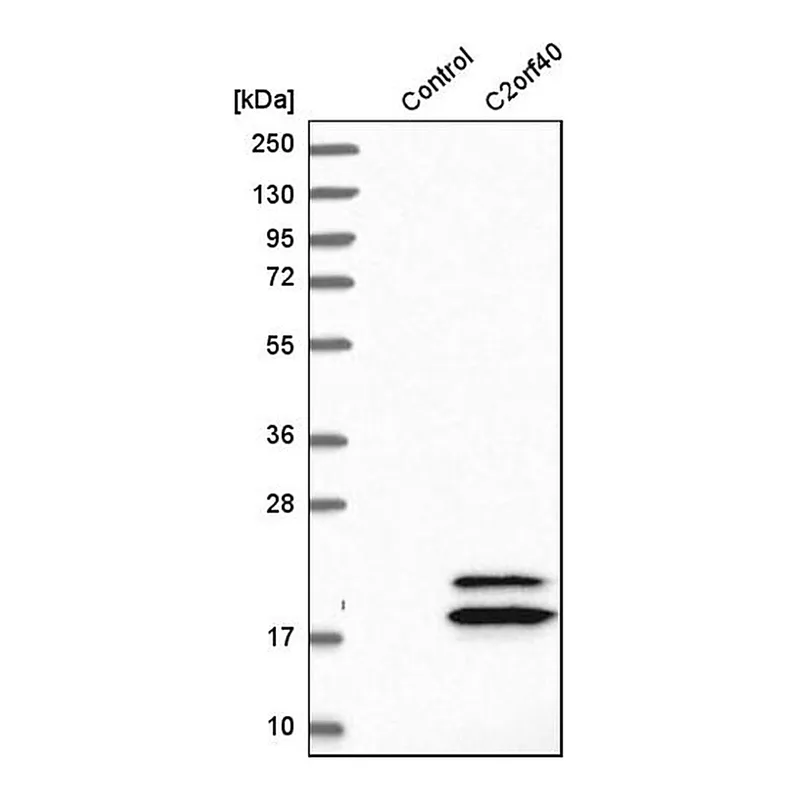 Merck Anti-C2orf40 antibody produced in rabbit