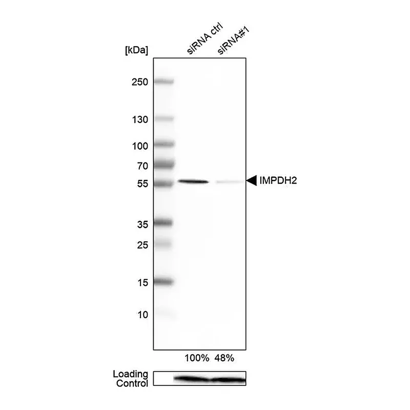 Merck Anti-IMPDH2 antibody produced in rabbit