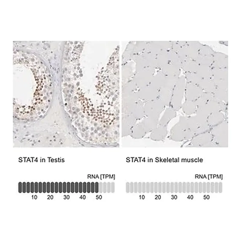 Merck Anti-STAT4 antibody produced in rabbit