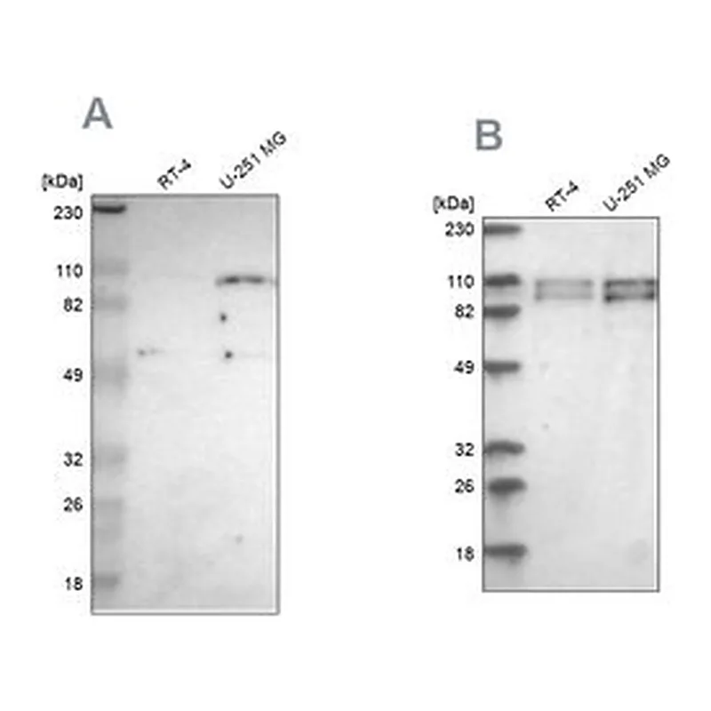 Merck Anti-STRN3 antibody produced in rabbit