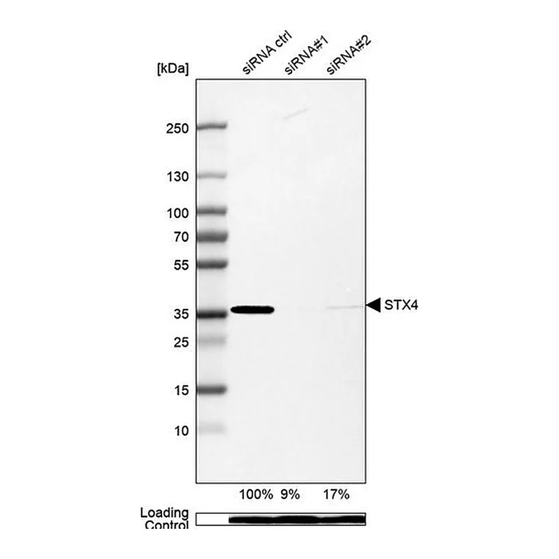 Merck Anti-STX4 antibody produced in rabbit