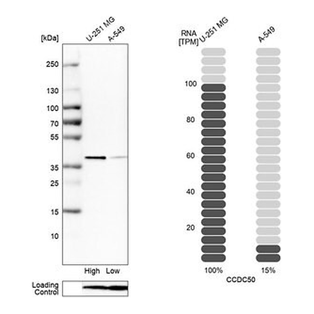 Merck Anti-CCDC50 antibody produced in rabbit