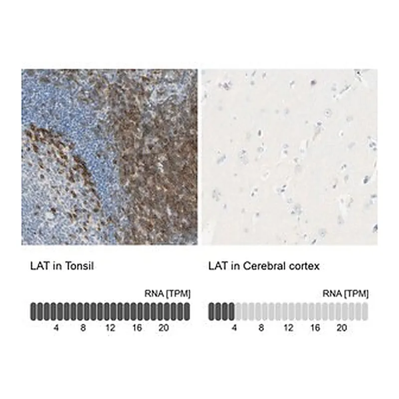 Merck Anti-LAT antibody produced in rabbit