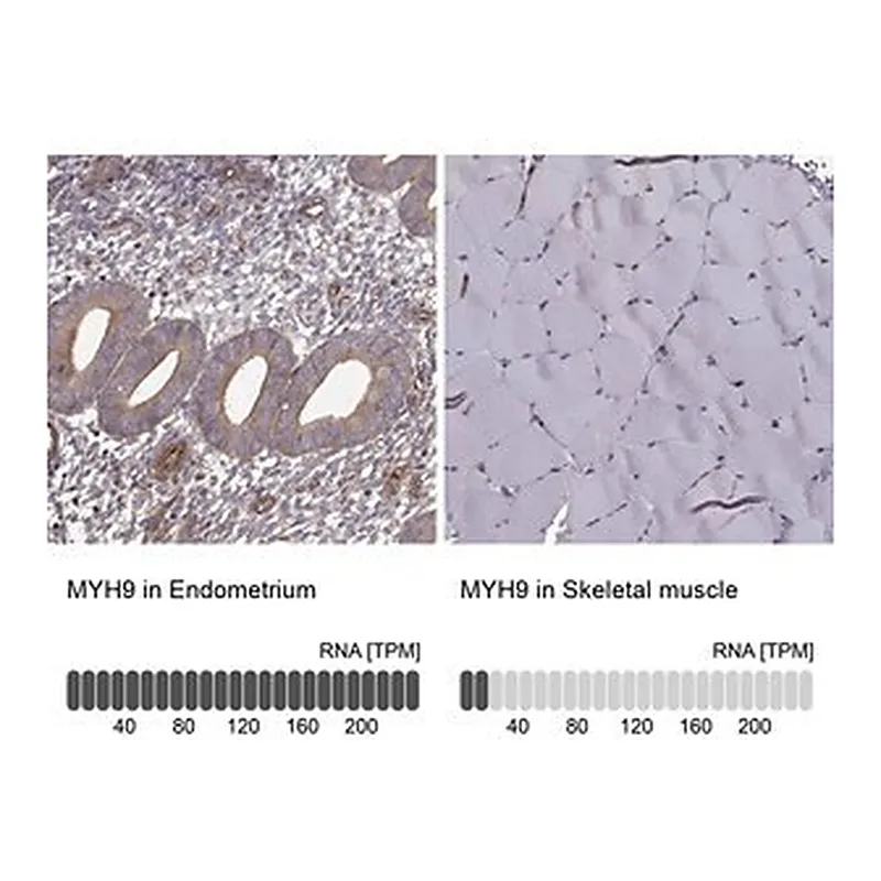 Merck Anti-MYH9 antibody produced in rabbit