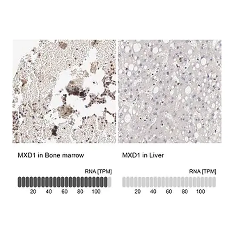 Merck Anti-MXD1 antibody produced in rabbit