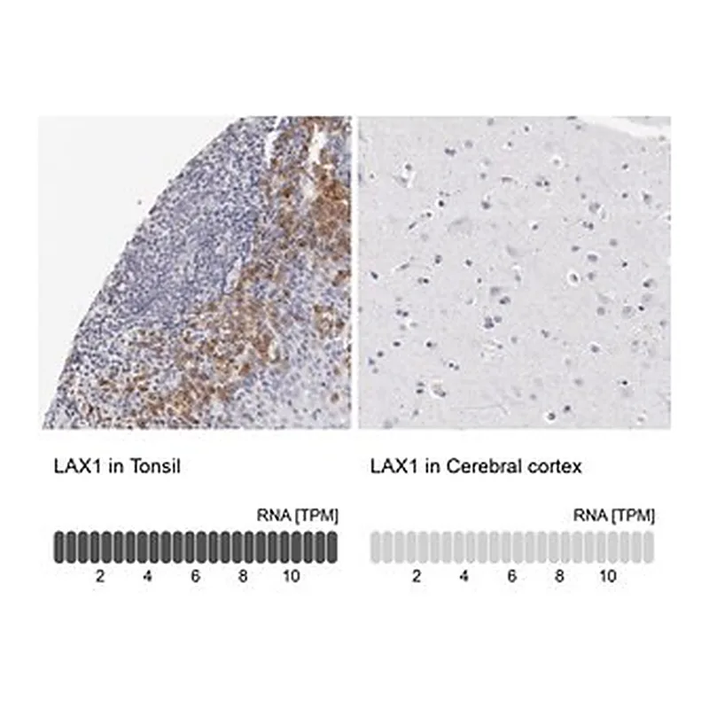 Merck Anti-LAX1 antibody produced in rabbit