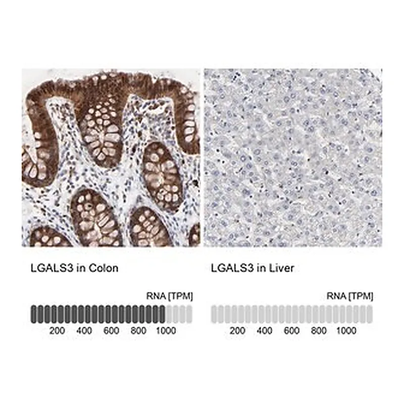 Merck Anti-LGALS3 antibody produced in rabbit