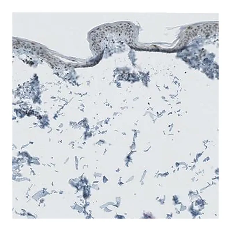 Merck Anti-CERS3 antibody produced in rabbit