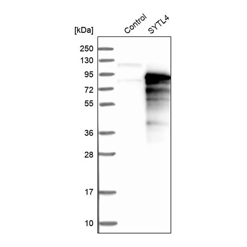 Merck Anti-SYTL4 antibody produced in rabbit