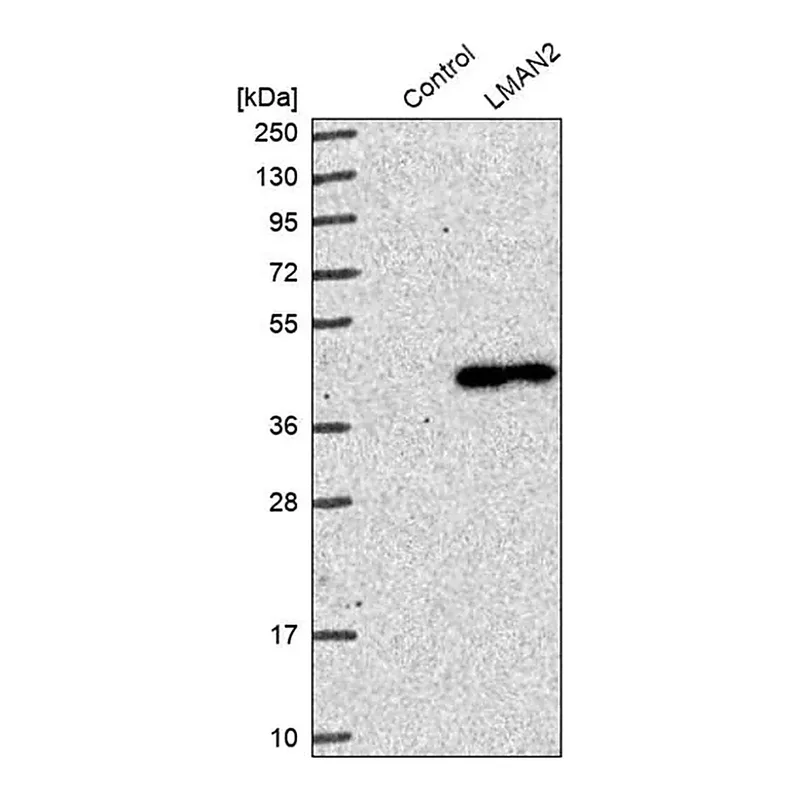 Merck Anti-LMAN2 antibody produced in rabbit
