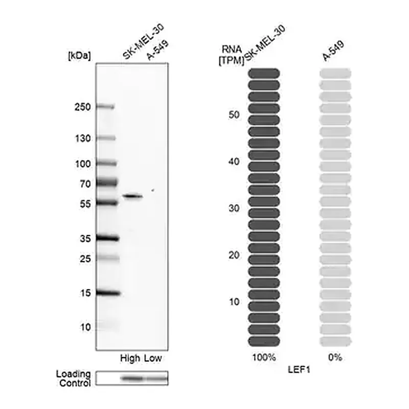 Merck Anti-LEF1 antibody produced in rabbit