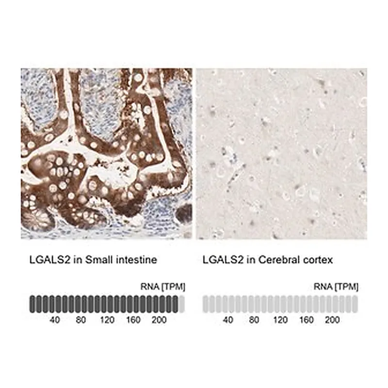 Merck Anti-LGALS2 antibody produced in rabbit