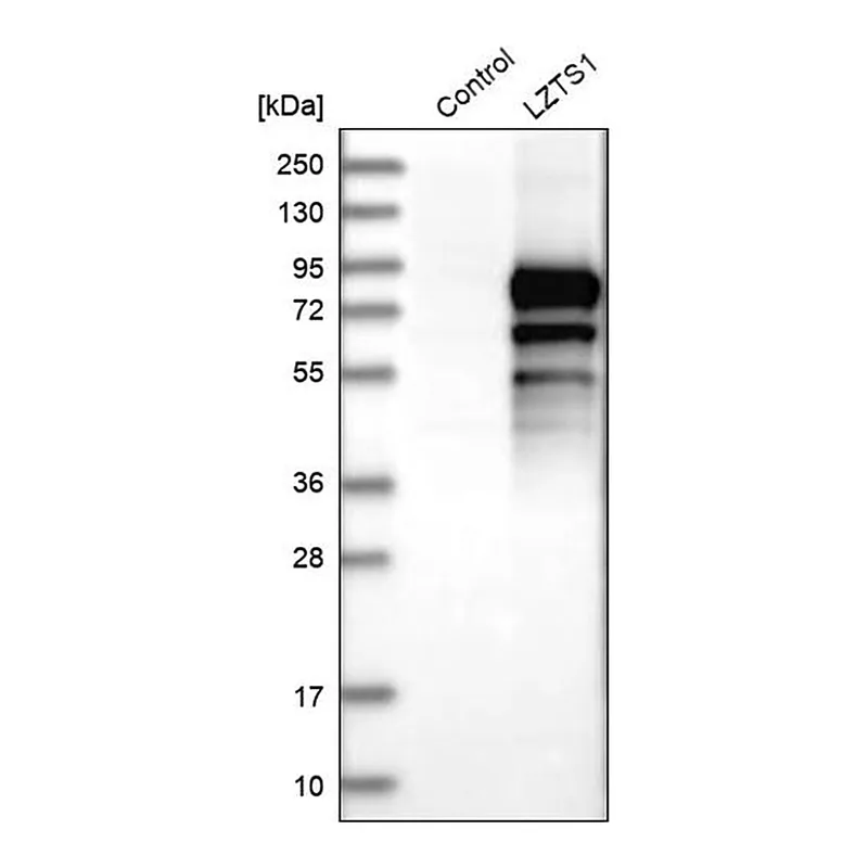 Merck Anti-LZTS1 antibody produced in rabbit