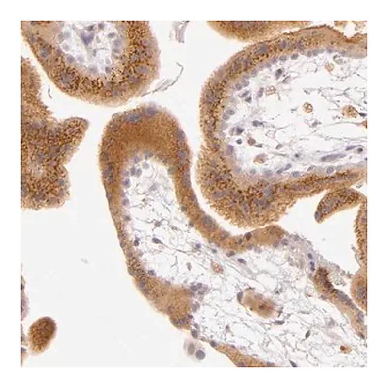 Merck Anti-LGMN antibody produced in rabbit