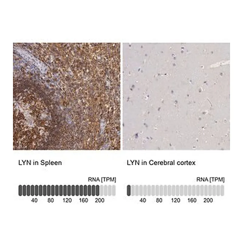 Merck Anti-LYN antibody produced in rabbit