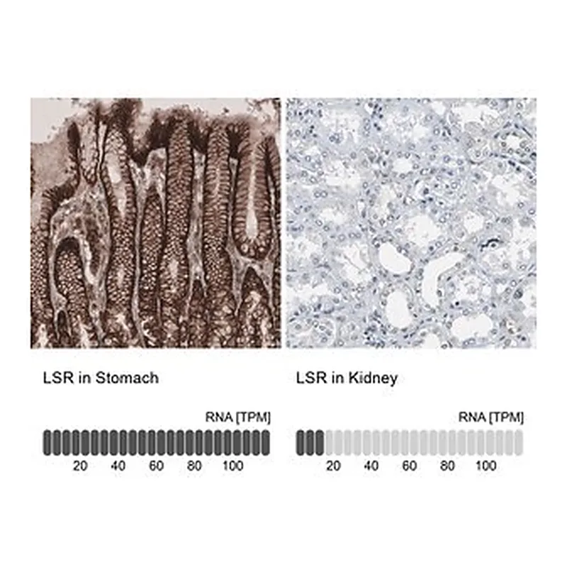 Merck Anti-LSR antibody produced in rabbit