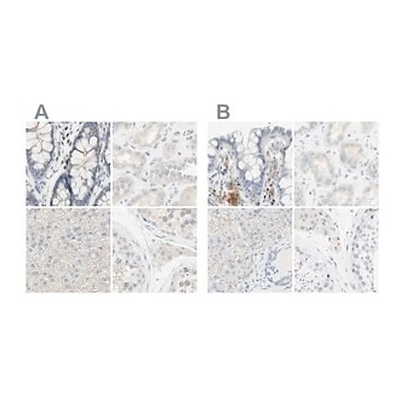 Merck Anti-MANEA antibody produced in rabbit