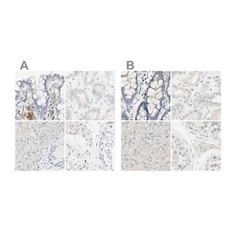Merck Anti-MANEA antibody produced in rabbit