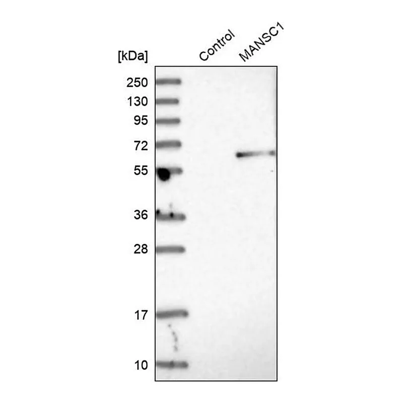 Merck Anti-MANSC1 antibody produced in rabbit