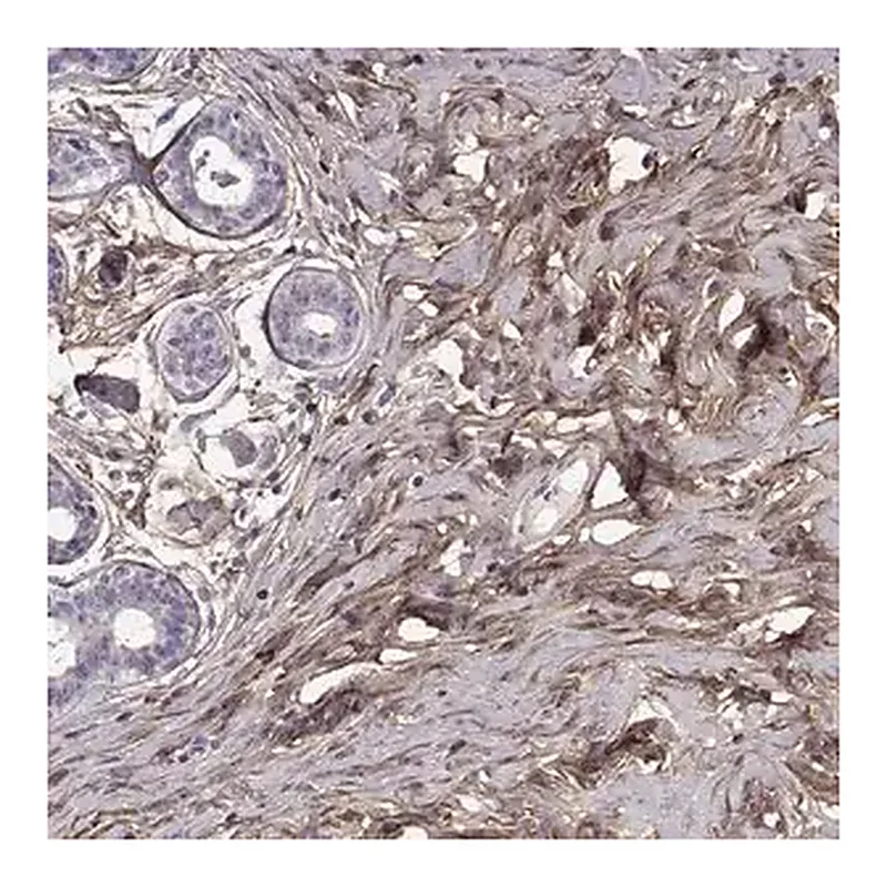 Merck Anti-LUM antibody produced in rabbit