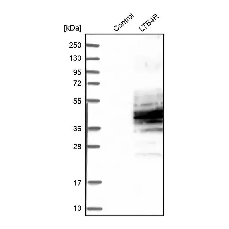 Merck Anti-LTB4R antibody produced in rabbit