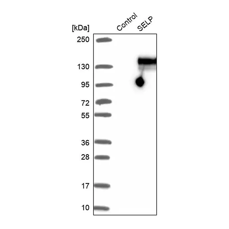 Merck Anti-SELP antibody produced in rabbit