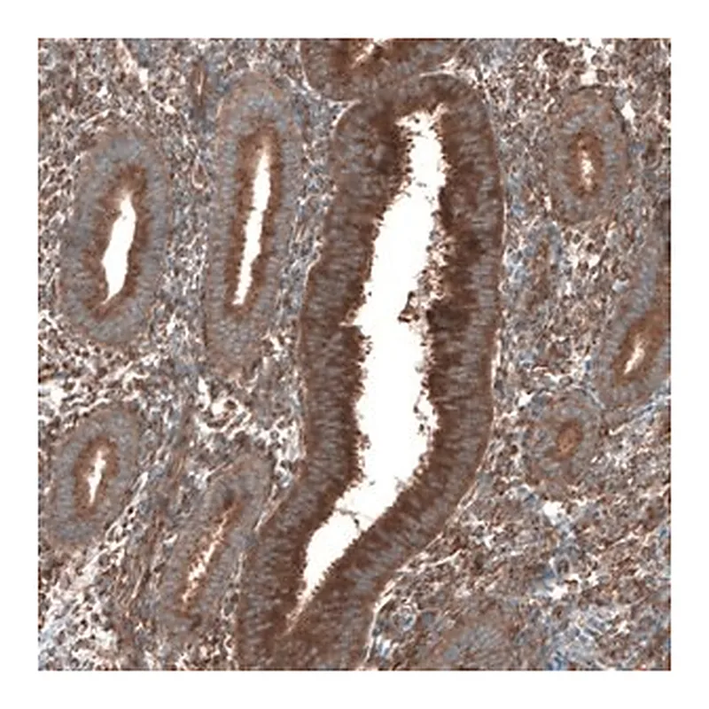 Merck Anti-SEC31A antibody produced in rabbit